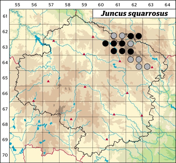 Mapa výskytu - sítina kostrbatá - Juncus squarrosus