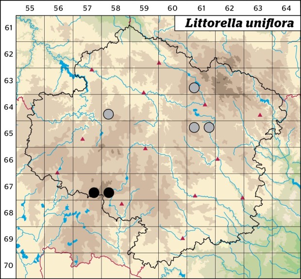 Mapa výskytu - pobřežnice jednokvětá - Littorella uniflora