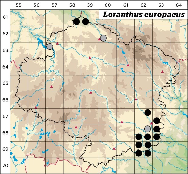 Mapa výskytu - ochmet evropský - Loranthus europaeus
