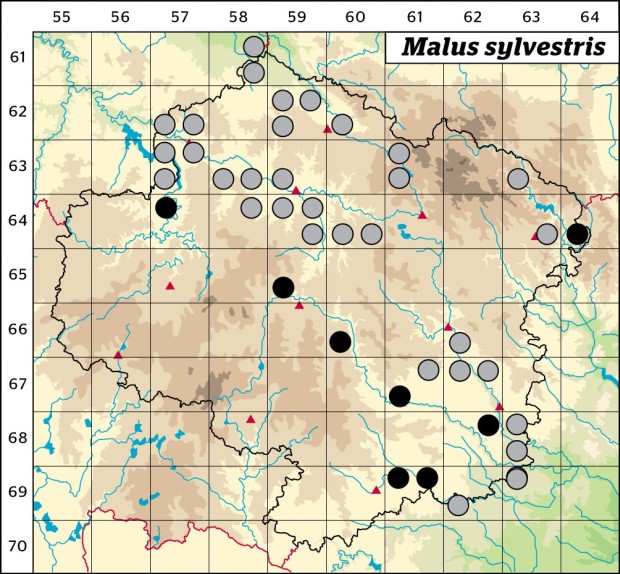 Mapa výskytu - jabloň lesní - Malus sylvestris