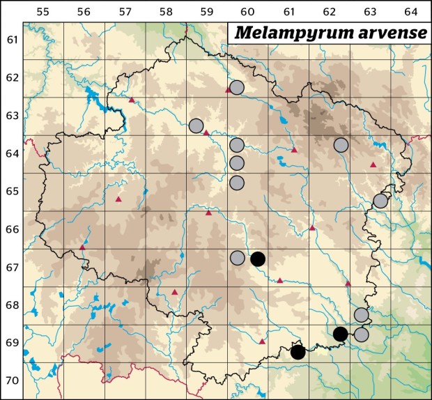 Mapa výskytu - černýš rolní - Melampyrum arvense