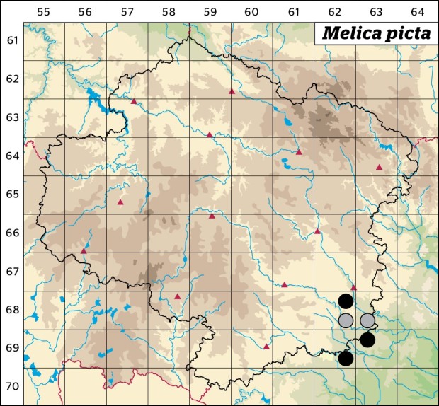 Mapa výskytu - strdivka zbarvená - Melica picta