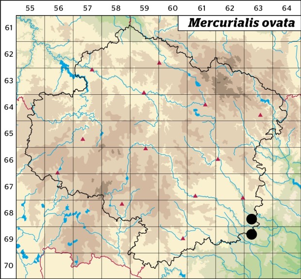Mapa výskytu - bažanka vejčitá - Mercurialis ovata