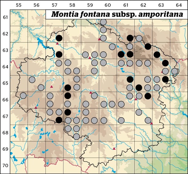 Mapa výskytu - zdrojovka hladkosemenná potoční - Montia fontana subsp. amporitana