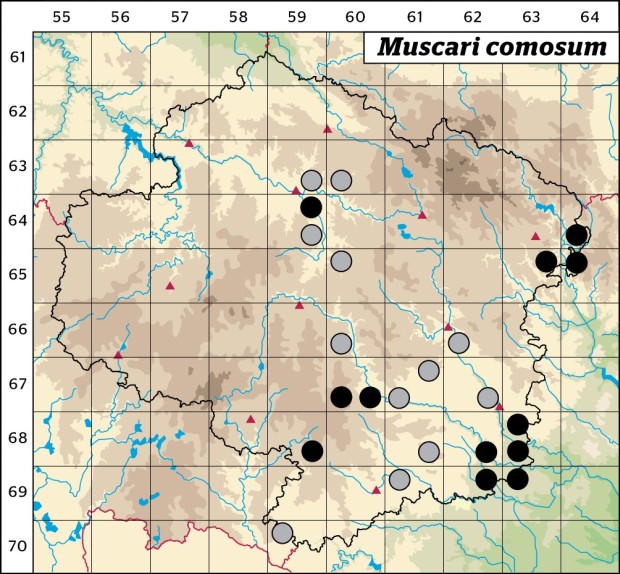 Mapa výskytu - modřenec chocholatý - Muscari comosum
