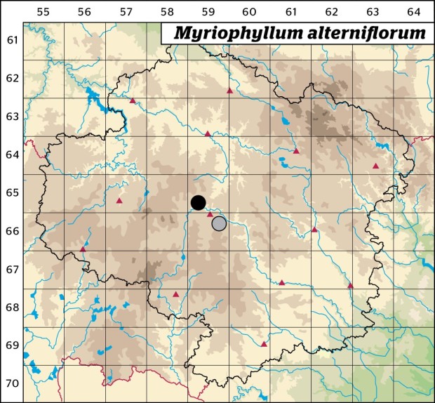 Mapa výskytu - stolístek střídavolistý - Myriophyllum alterniflorum