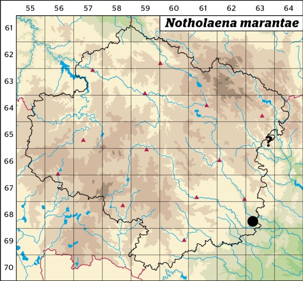 Mapa výskytu - podmrvka hadcová - Notholaena marantae