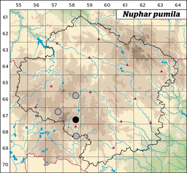 Mapa výskytu - stulík malý - Nuphar pumila