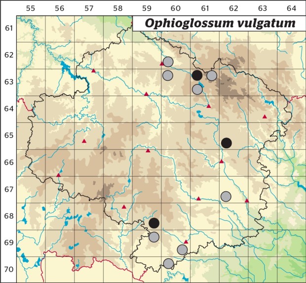 Mapa výskytu - hadí jazyk obecný - Ophioglossum vulgatum