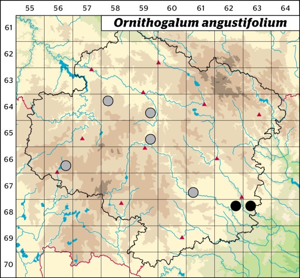 Mapa výskytu - snědek chocholičnatý - Ornithogalum angustifolium