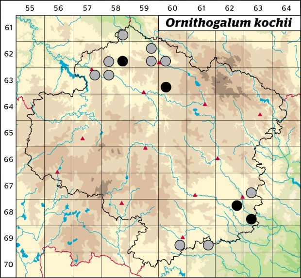 Mapa výskytu - snědek kochův - Ornithogalum kochii