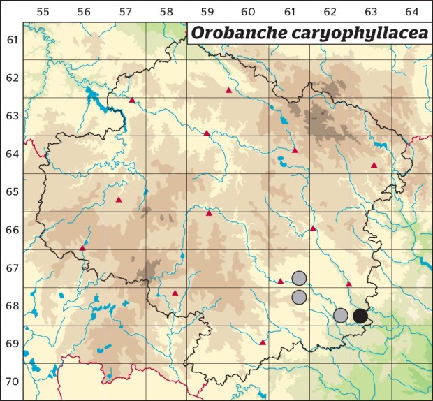Mapa výskytu - záraza hřebíčková - Orobanche caryophyllacea