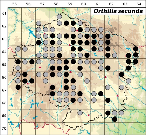 Mapa výskytu - hruštice jednostranná - Orthilia secunda