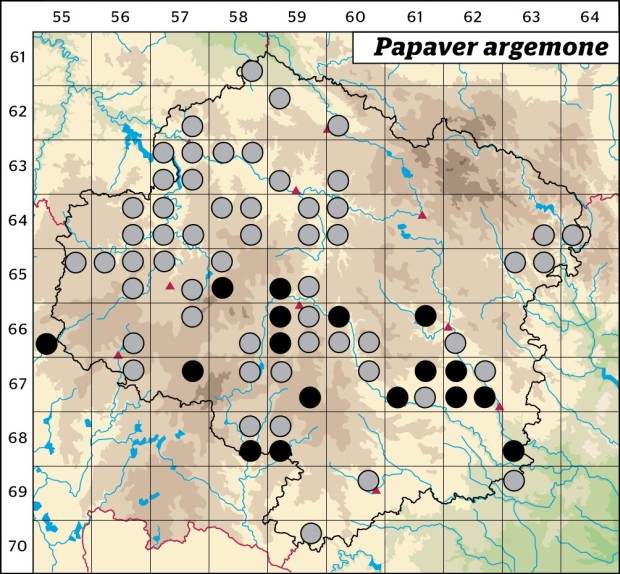 Mapa výskytu - mák polní - Papaver argemone