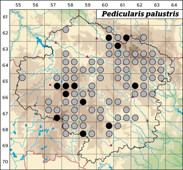 Mapa výskytu - všivec bahenní - Pedicularis palustris