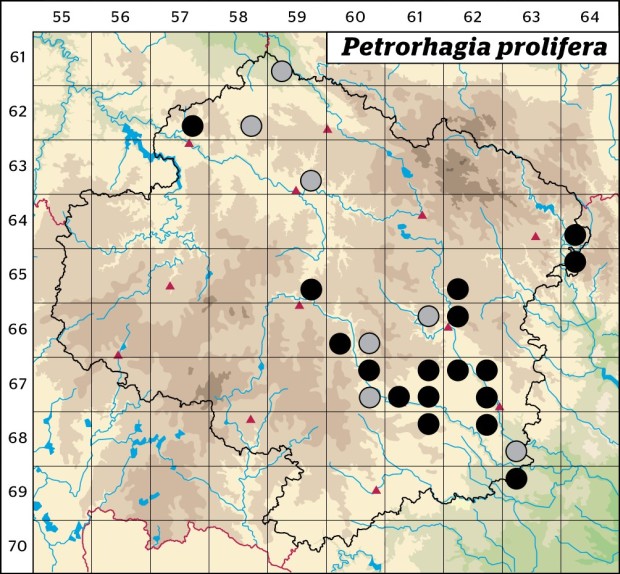Mapa výskytu - hvozdíček prorostlý - Petrorhagia prolifera