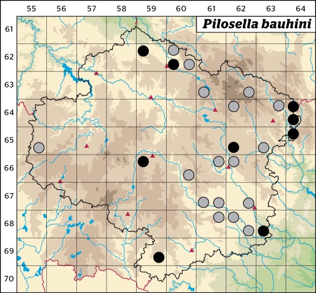 Mapa výskytu - chlupáček Bauhinův - Pilosella bauhini