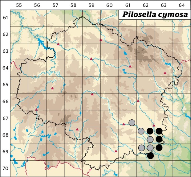 Mapa výskytu - chlupáček chocholičnatý - Pilosella cymosa