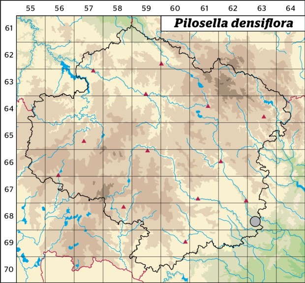 Mapa výskytu - chlupáček hustokvětý - Pilosella densiflora