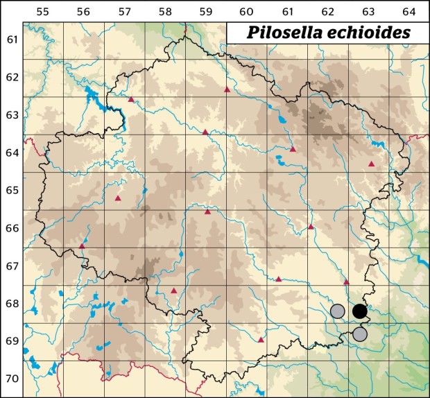 Mapa výskytu - chlupáček hadincovitý - Pilosella echioides