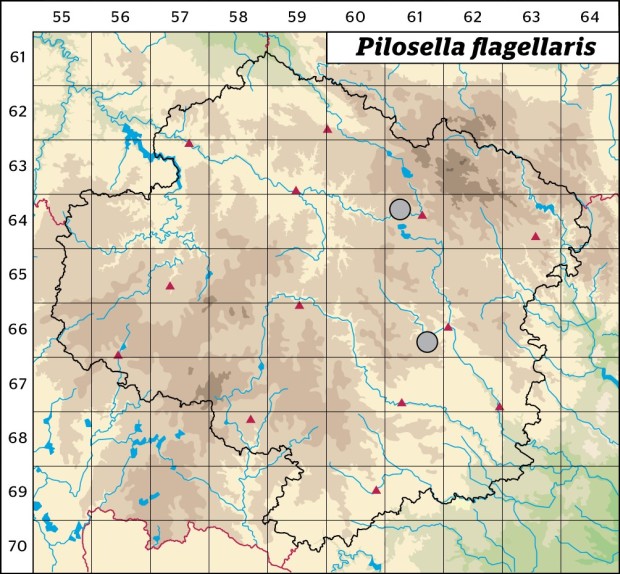 Mapa výskytu - chlupáček výběžkatý - Pilosella flagellaris