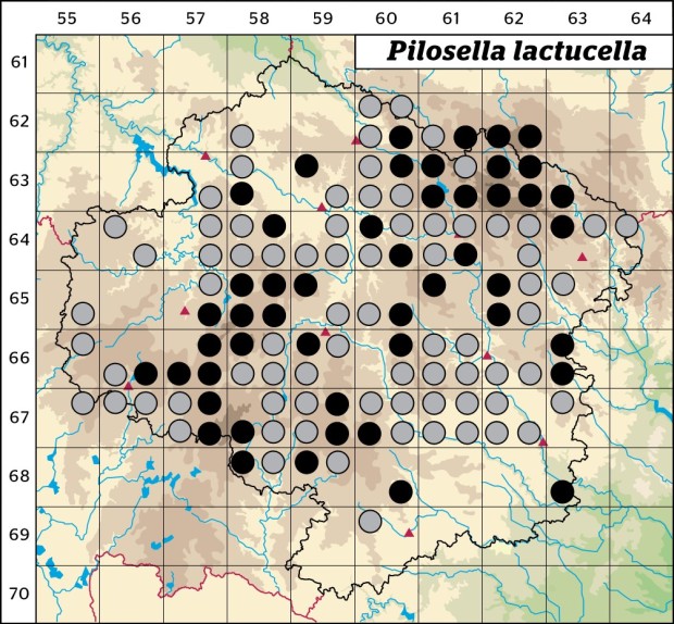 Mapa výskytu - chlupáček myší ouško - Pilosella lactucella