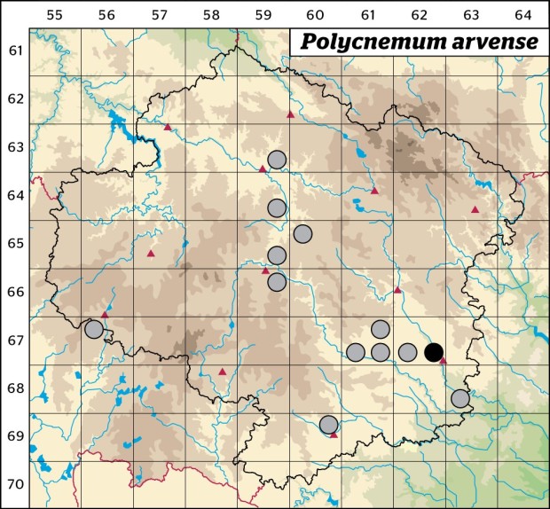 Mapa výskytu - chruplavník rolní - Polycnemum arvense