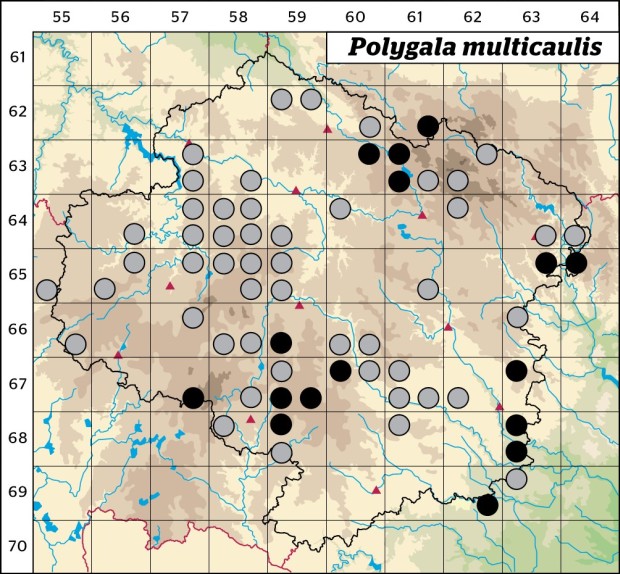 Mapa výskytu - vítod ostrokřídlý - Polygala multicaulis