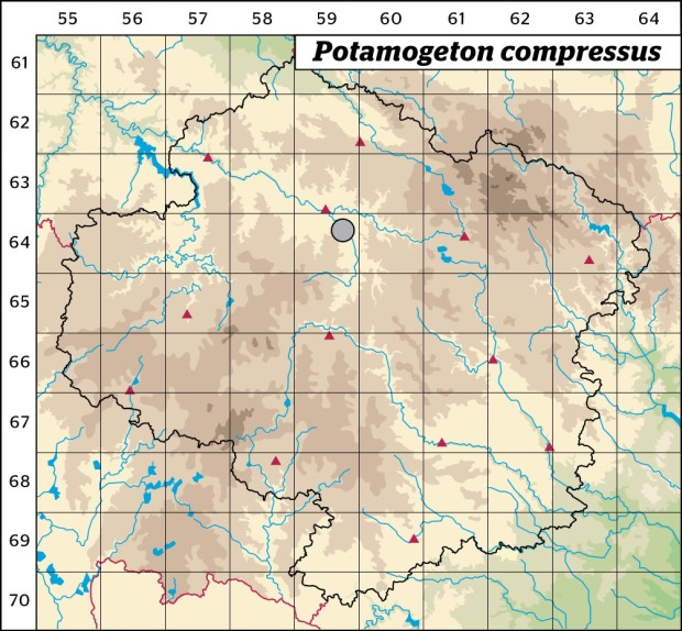 Mapa výskytu - rdest smáčknutý - Potamogeton compressus