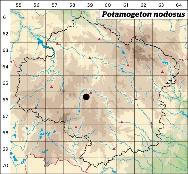 Mapa výskytu - rdest uzlinatý - Potamogeton nodosus