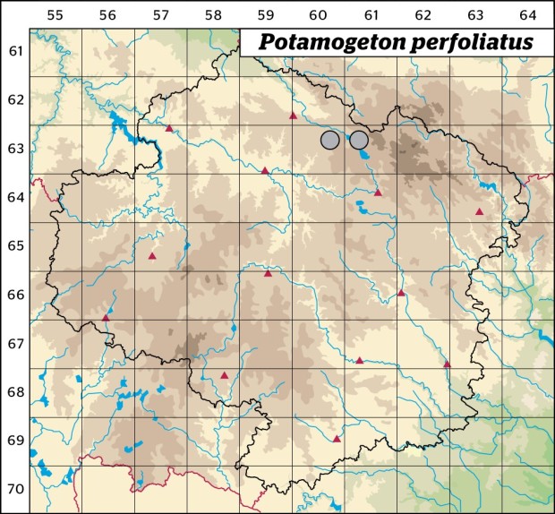 Mapa výskytu - rdest prorostlý - Potamogeton perfoliatus