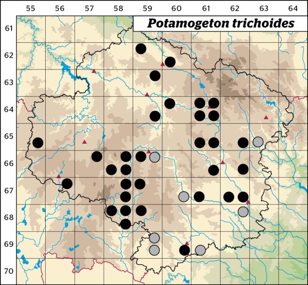 Mapa výskytu - rdest vláskovitý - Potamogeton trichoides