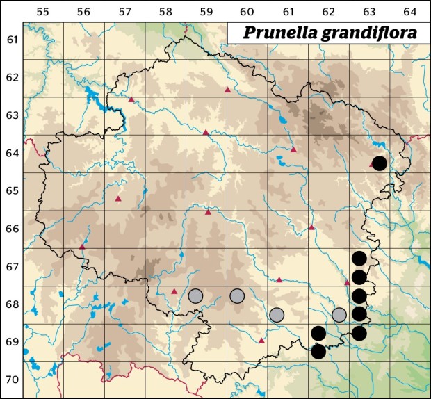 Mapa výskytu - černohlávek velkokvětý - Prunella grandiflora