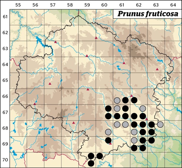 Mapa výskytu - třešeň křovitá - Prunus fruticosa