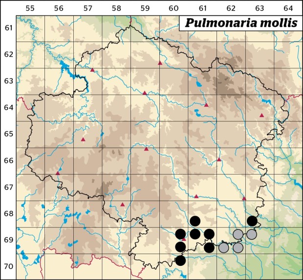 Mapa výskytu - plicník měkký - Pulmonaria mollis
