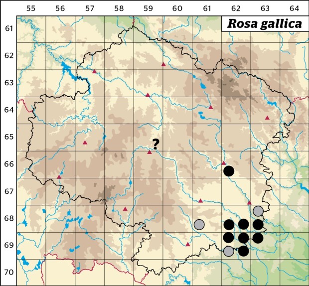 Mapa výskytu - růže galská - Rosa gallica