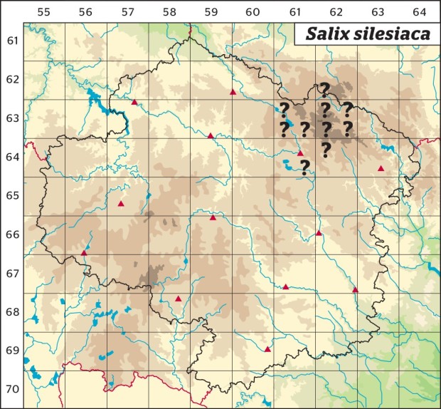 Mapa výskytu - vrba slezská - Salix silesiaca