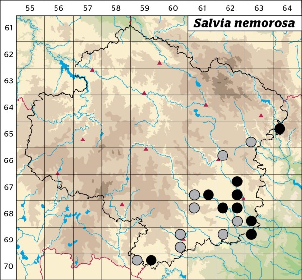 Mapa výskytu - šalvěj hajní - Salvia nemorosa