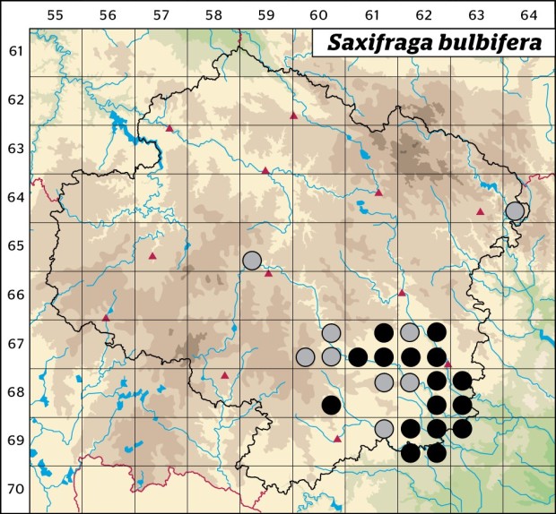 Mapa výskytu - lomikámen cibulkatý - Saxifraga bulbifera
