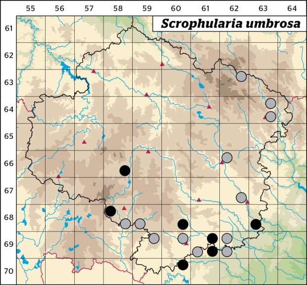 Mapa výskytu - krtičník křídlatý - Scrophularia umbrosa