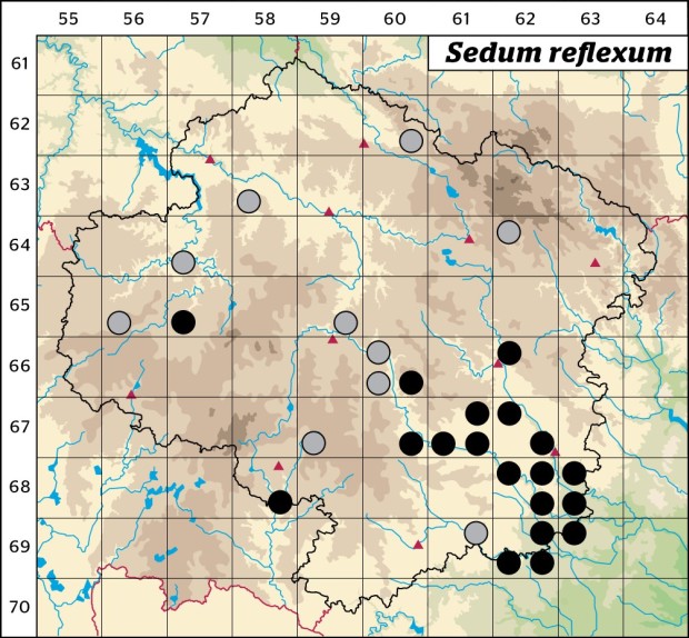 Mapa výskytu - rozchodník skalní - Sedum reflexum