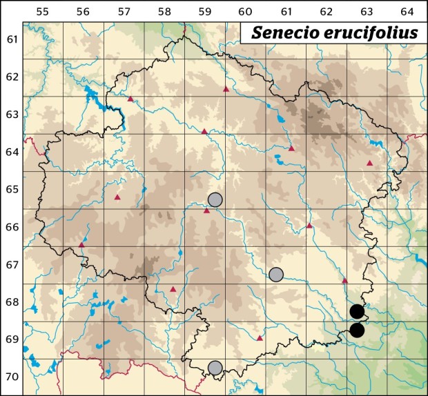 Mapa výskytu - starček roketolistý - Senecio erucifolius