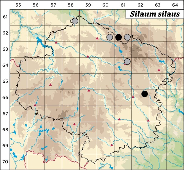 Mapa výskytu - koromáč olešníkový - Silaum silaus
