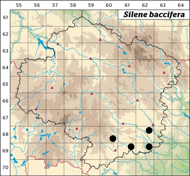 Mapa výskytu - nadmutice bobulnatá - Silene baccifera