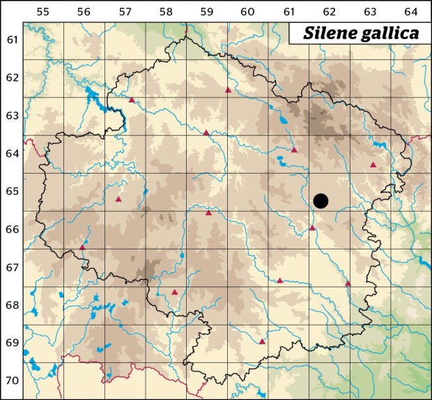 Mapa výskytu - silenka francouzská - Silene gallica