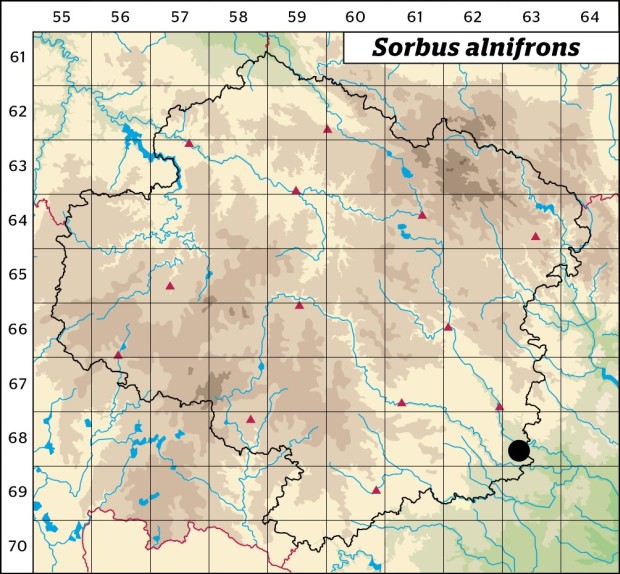 Mapa výskytu - jeřáb olšolistý - Sorbus alnifrons