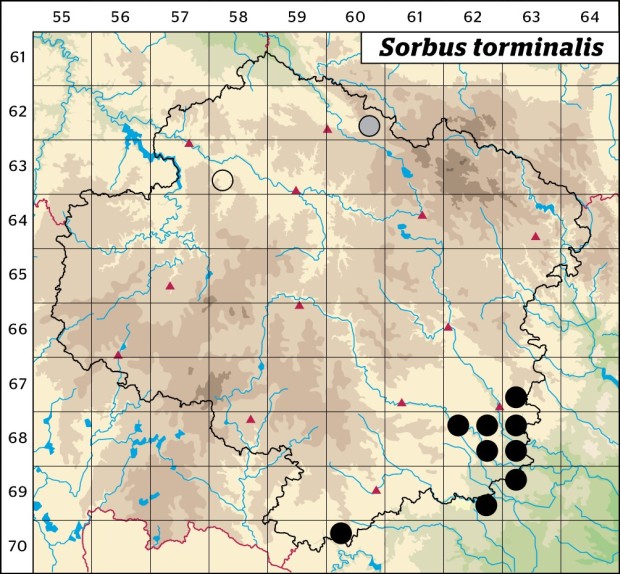 Mapa výskytu - jeřáb břek - Sorbus torminalis