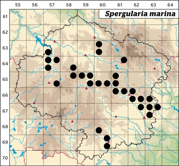 Mapa výskytu - kuřinka solná - Spergularia marina