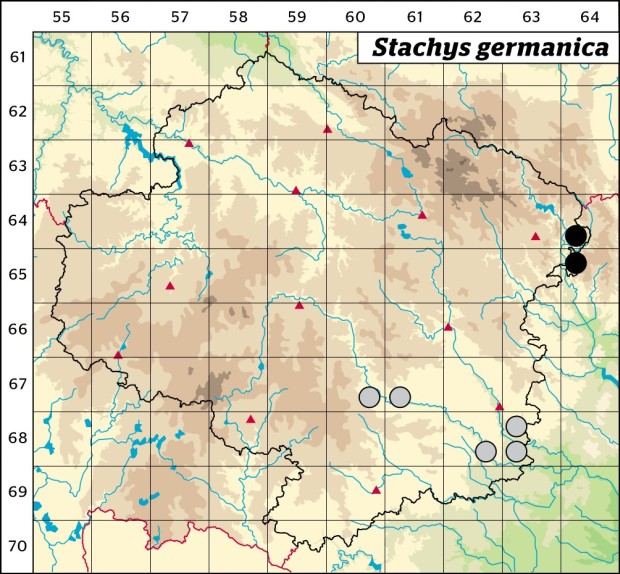 Mapa výskytu - čistec německý - Stachys germanica