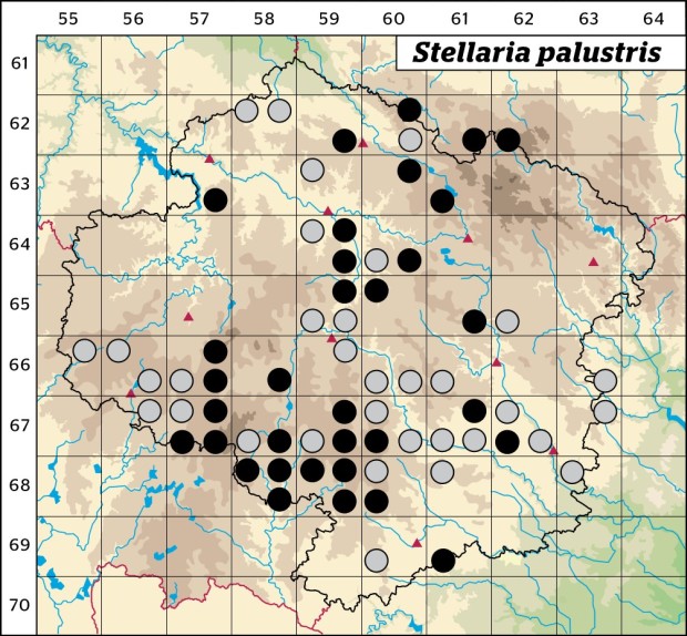 Mapa výskytu - ptačinec bahenní - Stellaria palustris